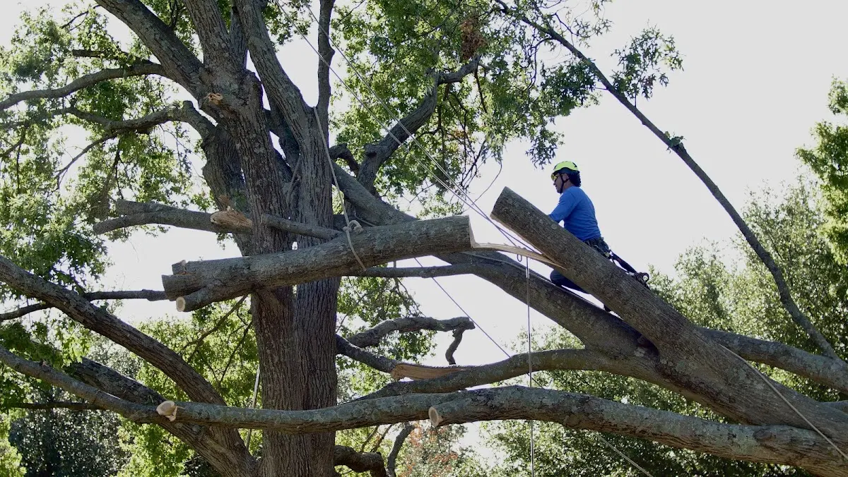Professional Hazardous Tree Removal performed by certified arborists in Rhome