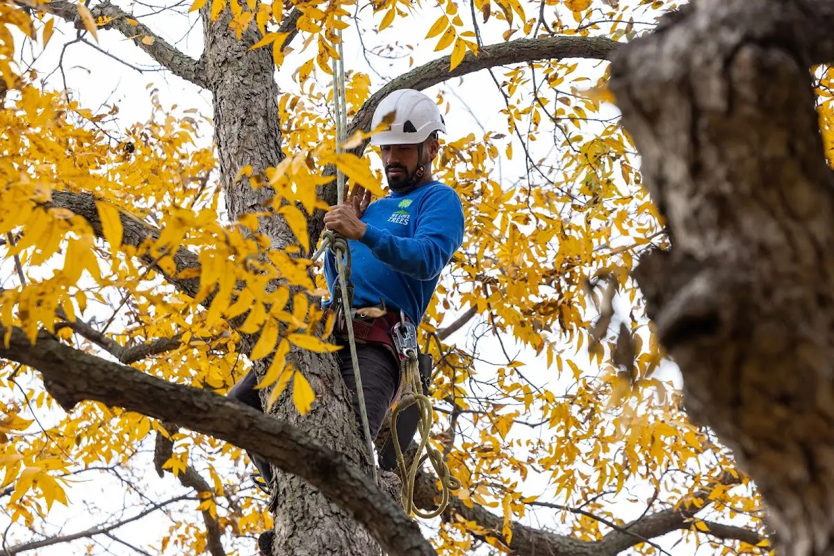 Skilled Emergency Tree Service crew working in Rhome